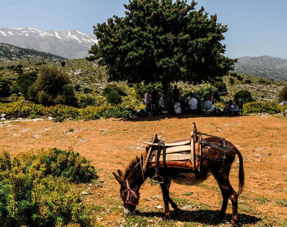 Enagron Ecotourism Village Axós Dış mekan fotoğraf