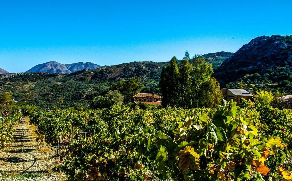 Enagron Ecotourism Village Axós Dış mekan fotoğraf